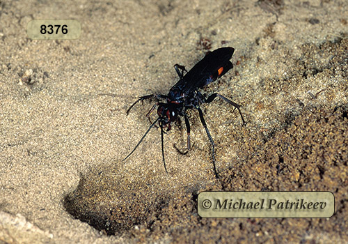 Blue-black Spider Wasp (Anoplius atrox) (Dahlbom, 1843)